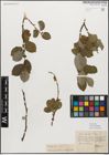 Foto von Salix myrsinifolia Salisb.